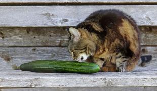 Katze schnuppert an einer Gurke auf einer Holzfläche.