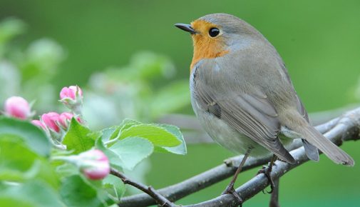 Rotkehlchen sitzt auf einem Ast neben rosa Blütenknospen.