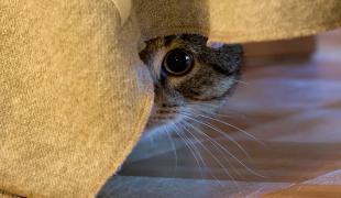 Katze blickt aus einem Versteck hinter einem Stoff hervor.