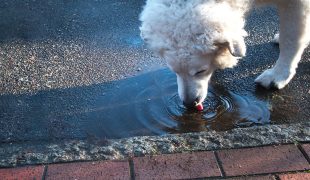 Weißer Hund trinkt Wasser aus einer Pfütze am Straßenrand.