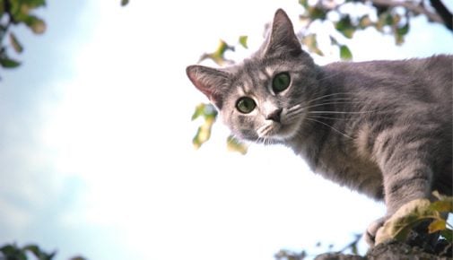 Kastration bei Katzen