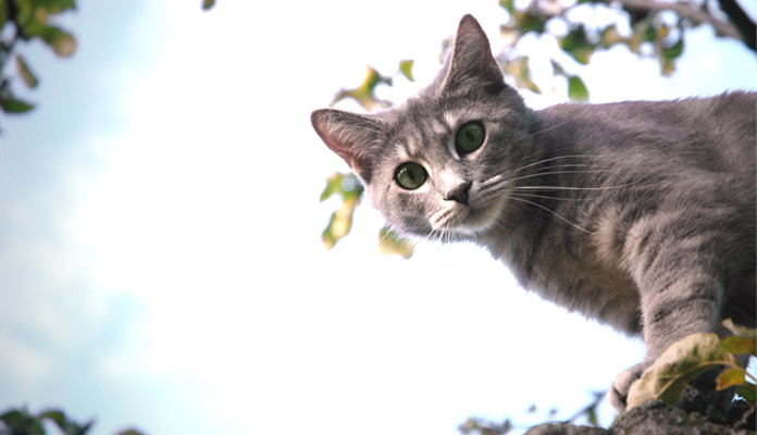 Katze Kastrieren Kosten österreich