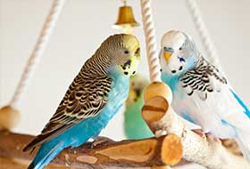 Vogelspielzeug