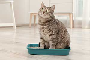 Katzenklappen