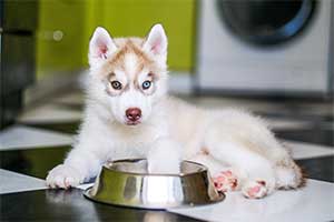 Näpfe für kleine Hunde