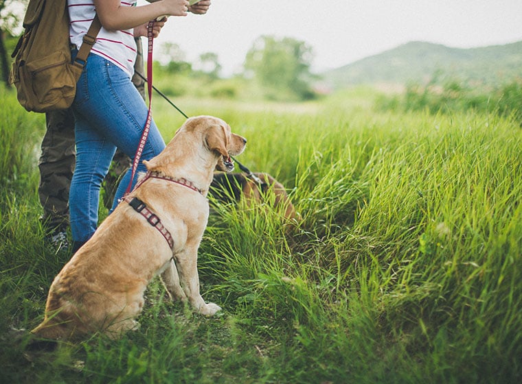 Werkzeuge für die Fellpflege