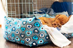 Schlafplätze für kleine Hunde