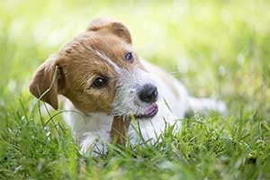 Snacks für kleine Hunde
