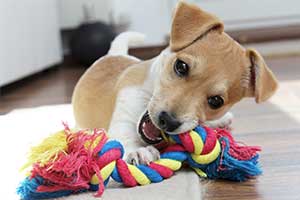 Hundespielzeug für kleine Hunde