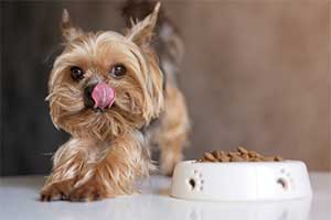 Trockenfutter für kleine Hunde