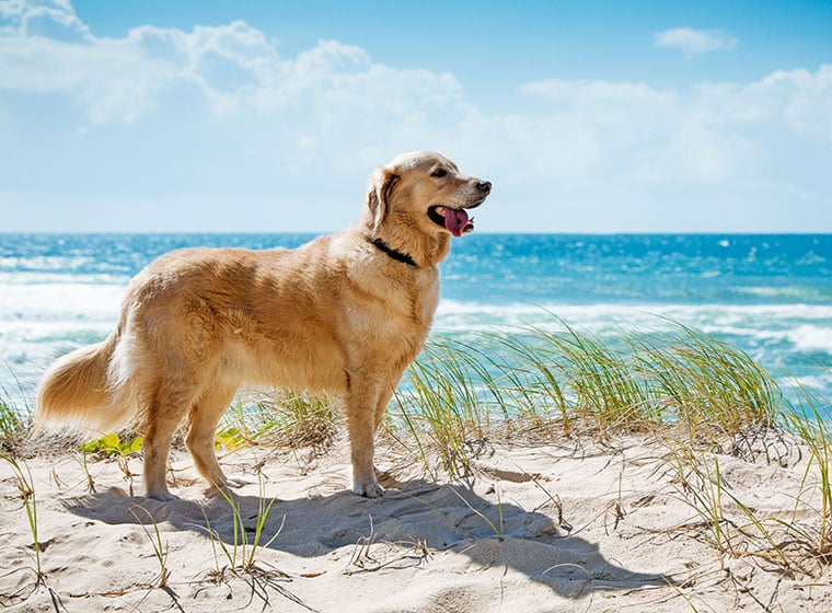 Pfoten- und Krallenpflege