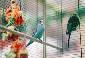 Vogelkäfige
