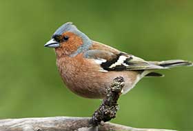 Vogelkäfig Einrichtung