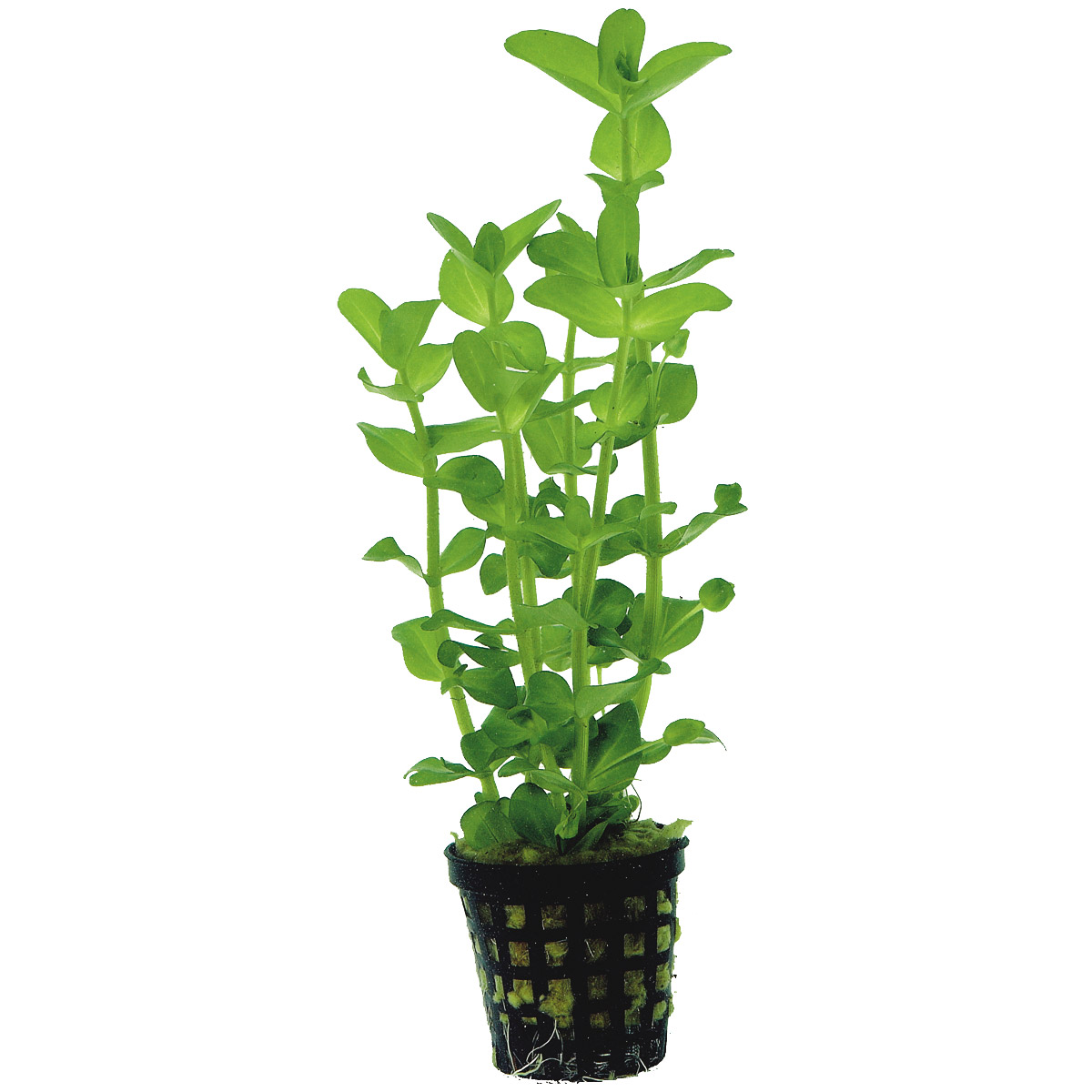 Aquafleur Bacopa Amplexicaulis Pflanze im 5 cm Topf