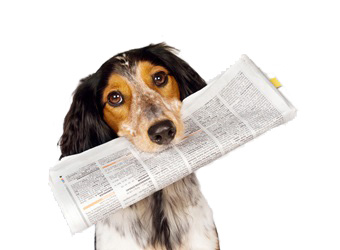 Hund-Presse