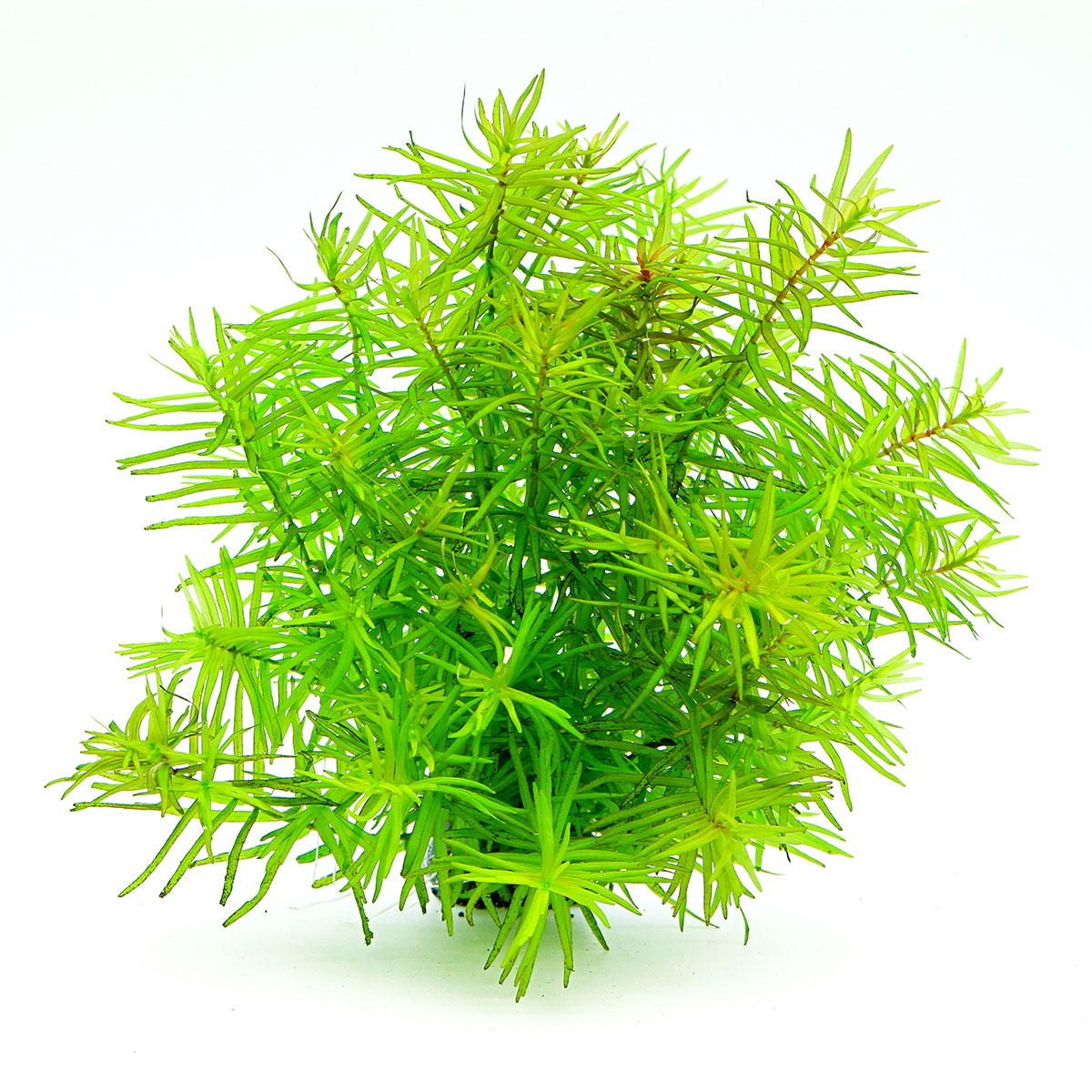 Dennerle Plants Didiplis diandra In-Vitro
