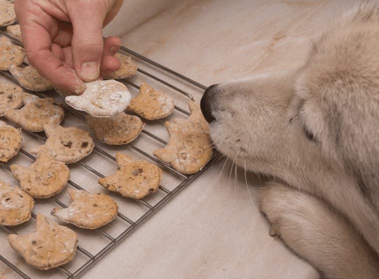 Hunde-Kekse selber backen