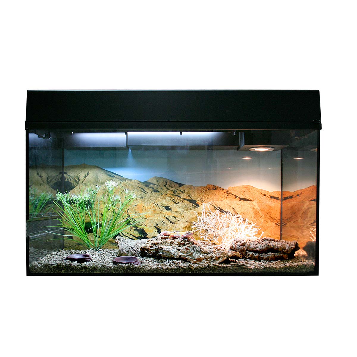 Lucky Reptile Terrarium Starter Kit 80 cm "Leopardgecko"
