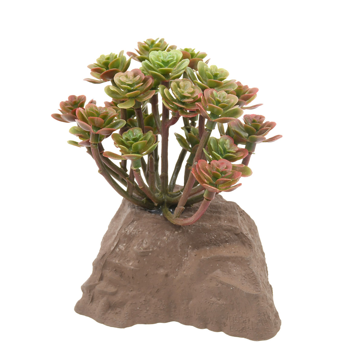 Lucky Reptile Steinpflanze 10 cm