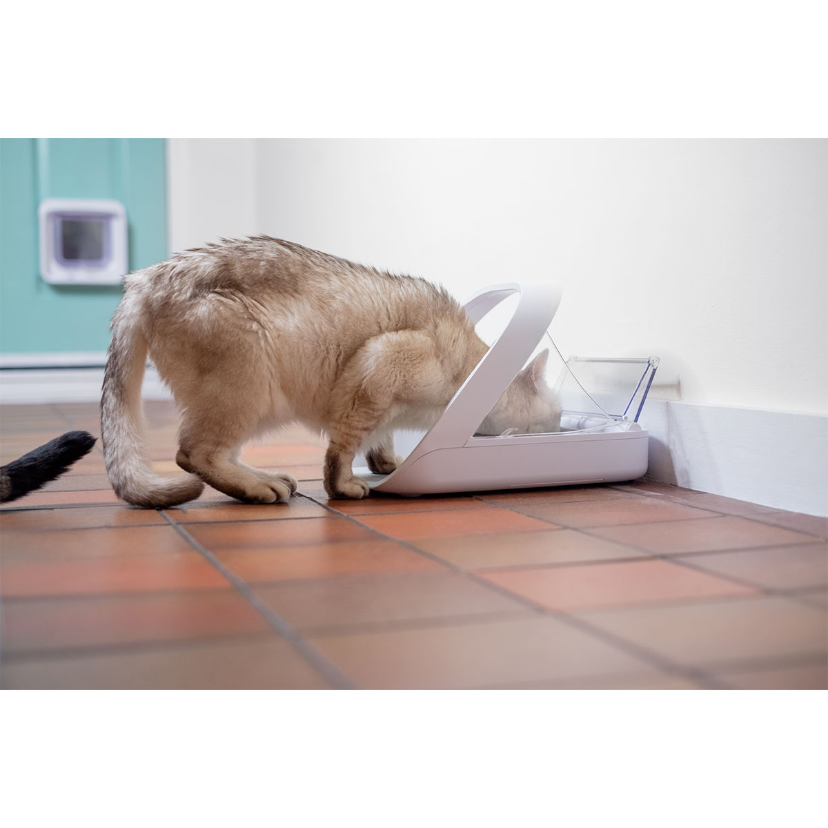 Sure petcare futterautomat sales