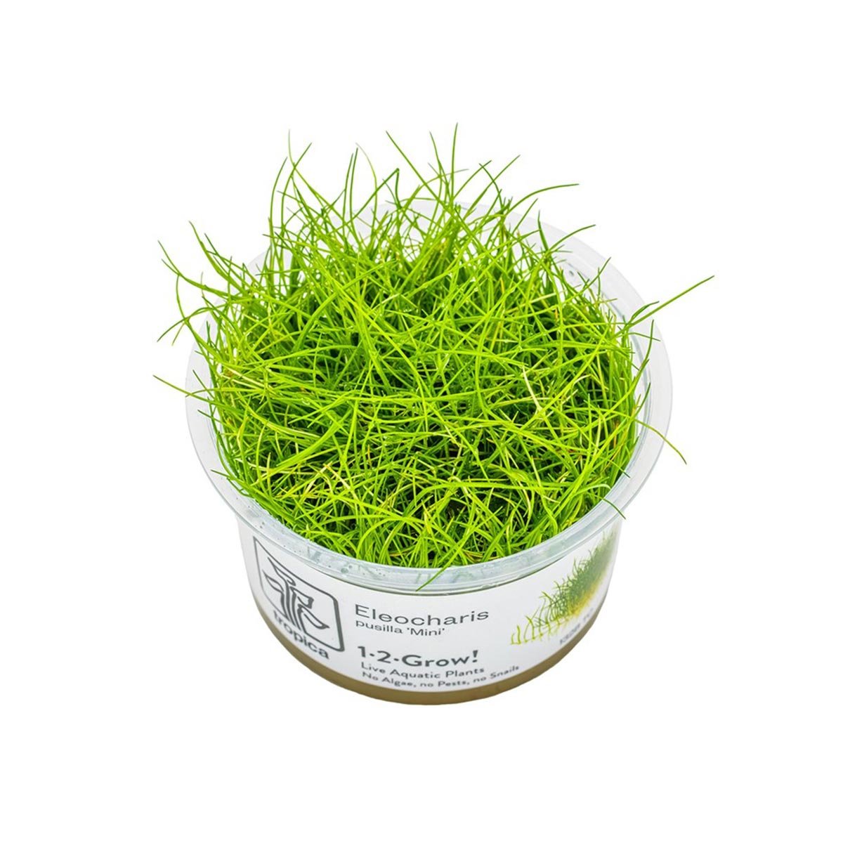 Tropica Bodendecker Eleocharis pusilla Mini