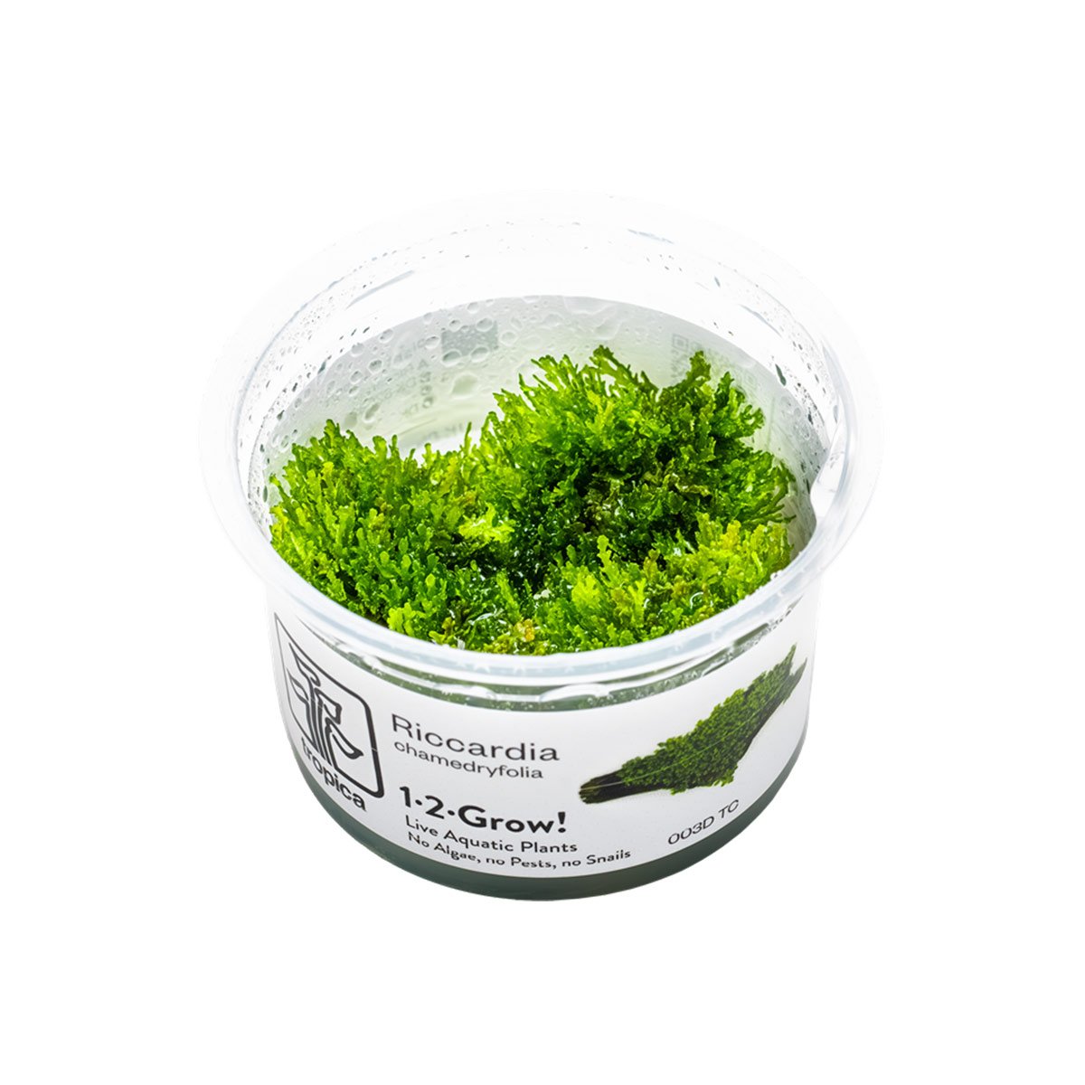 Tropica Moospflanze Riccardia chamedryfolia