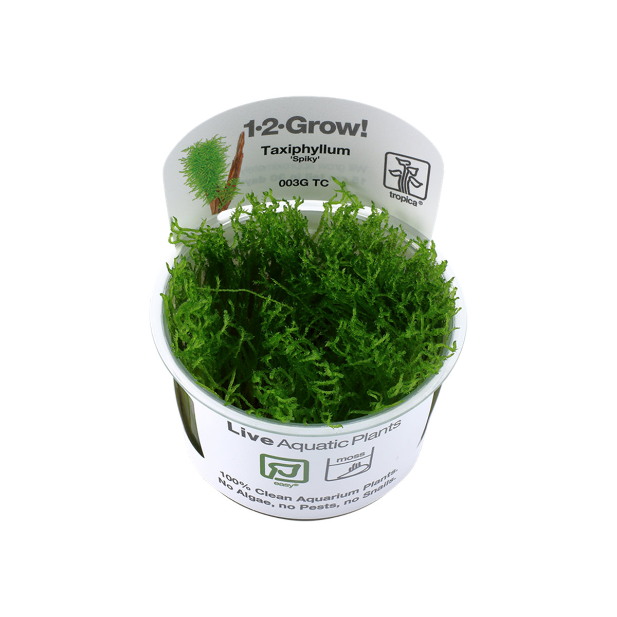 Tropica Moospflanze Taxiphyllum sp. Spiky Moss