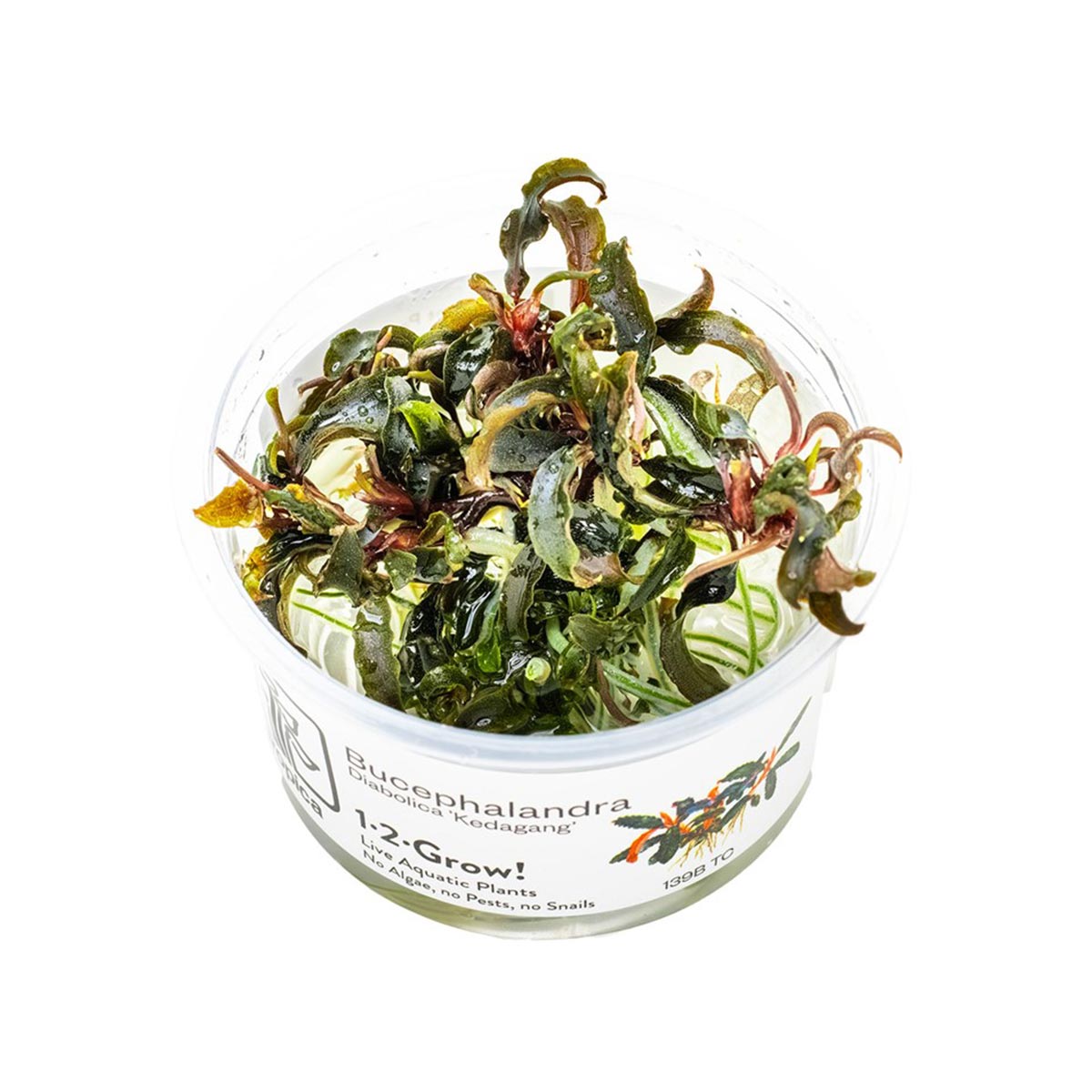 Tropica Zierpflanze Bucephalandra Kedagang