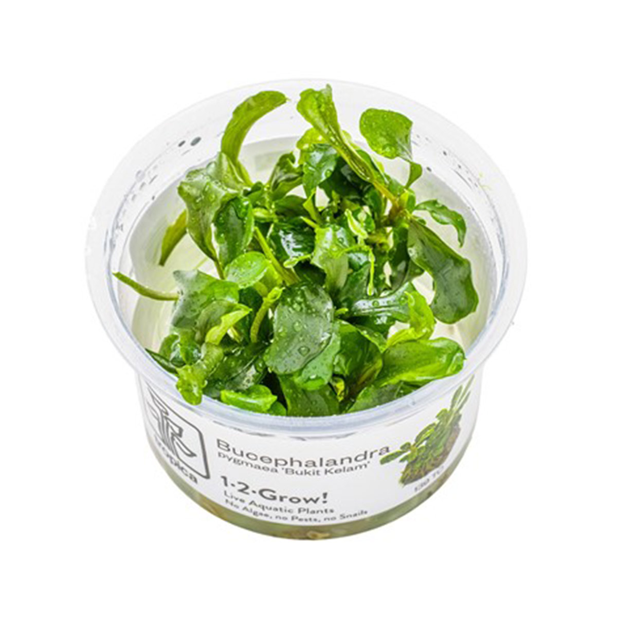 Tropica Bucephalandra pygmaea Bukit Kelam