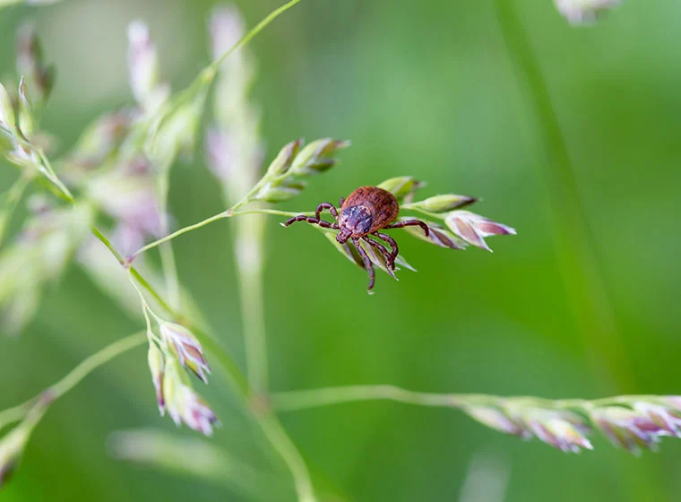 Werkzeuge für die Fellpflege