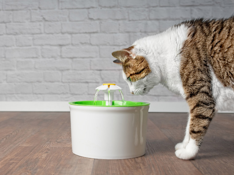 Katzen-Sommer im Freien