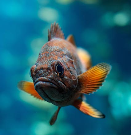 Aquaristik