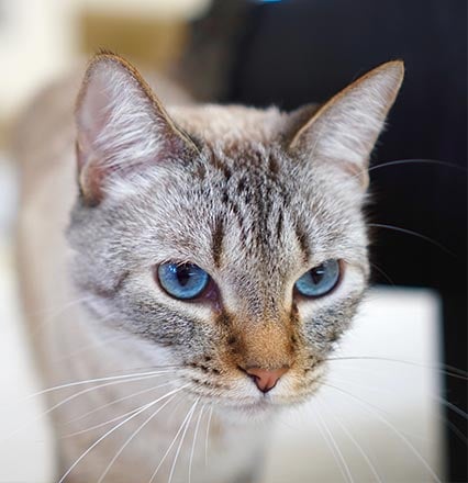 Katze