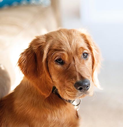 Hundeshop