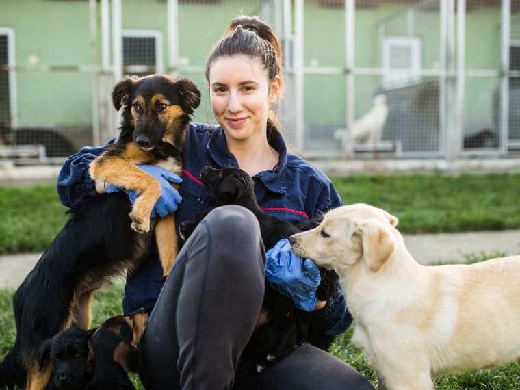 Wo finde ich einen Hund?