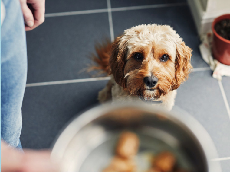 Das passende Futter finden