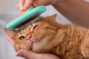 Pflege & Hygiene