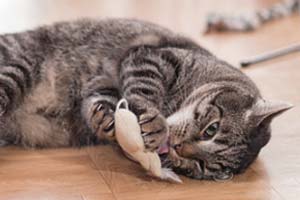 Katzenspielzeug