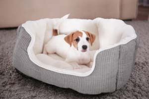 Hundebetten