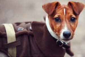 Hundebekleidung
