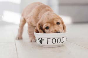 Hundefutter