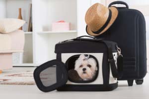 Hunde Transportboxen